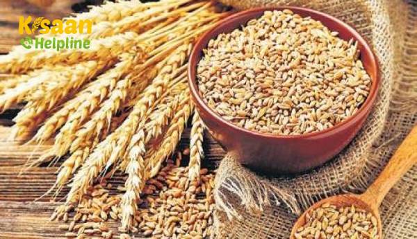 सरकार ने MSP पर 18,540 करोड़ रुपये में 98.19 लाख टन धान की खरीद की सरकार ने MSP पर 18,540 करोड़ रुपये में 98.19 लाख टन धान की खरीद की